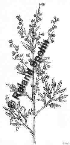 Pflanzenillustration Artemisia absinthium Illustration Wermut Absinth Zeichnung Tuschezeichnung Roland Spohn