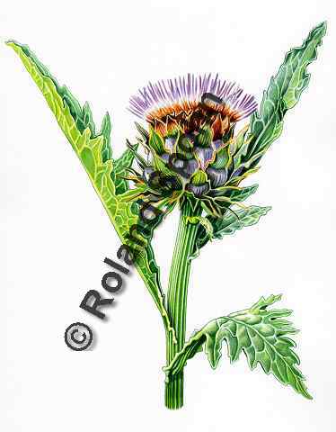 Pflanzenillustration Cynara scolymus Illustration Artischocke Aquarell Roland Spohn