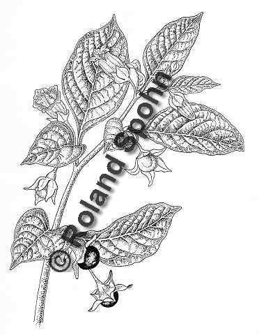 Pflanzenillustration Atropa belladonna Illustration Tollkirsche Zeichnung Tuschezeichnung Roland Spohn