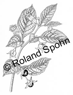 Atropa belladonna, Tollkirsche