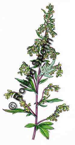 Pflanzenillustration Artemisia vulgaris, Illustration Beifuss Aquarell mit Tusche Roland Spohn