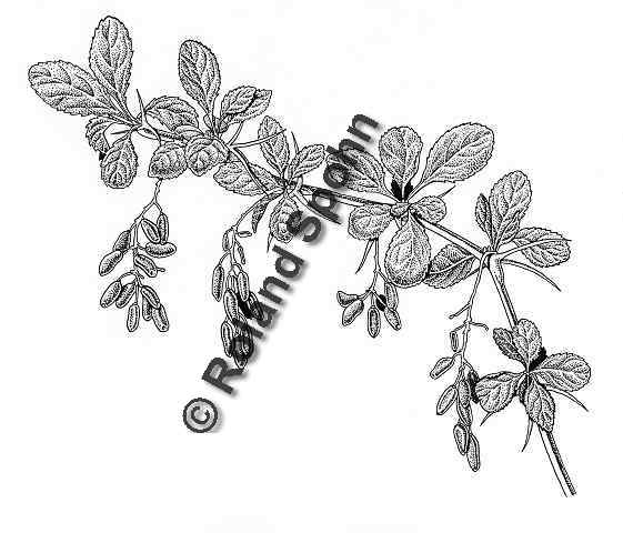 Pflanzenillustration Berberis vulgaris Illustration Gewöhnliche Berberitze Sauerdorn Zeichnung Tuschezeichnung Roland Spohn