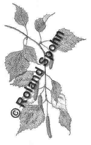 Pflanzenillustration Betula pendula Betula alba Betula verrucosa Illustration Hänge-Birke Weissbirke Warzenbirke Sandbirke Zeichnung Tuschezeichnung Roland Spohn