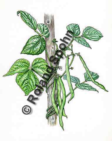 Pflanzenillustration Phaseolus vulgaris Illustration Stangen-Bohne, Bohne Aquarell Roland Spohn