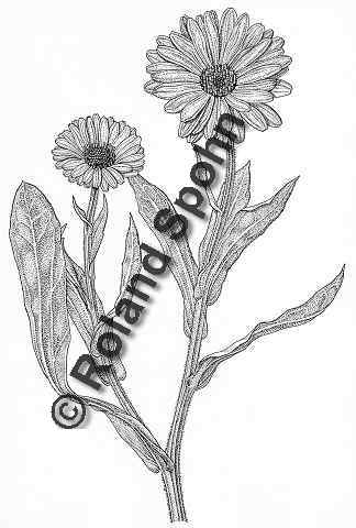Pflanzenillustration Calendula officinalis Illustration Ringelblume Zeichnung Tuschezeichnung Roland Spohn