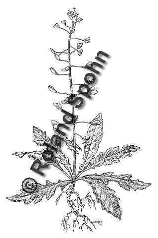 Pflanzenillustration Capsella bursa pastoris Thlaspi bursa-pastoris Illustration Ringelblume Zeichnung Tuschezeichnung Roland Spohn