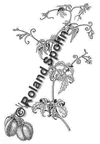 Pflanzenillustration Cardiospermum halicacabum Illustration Herzsame Ballonrebe 	Zeichnung Tuschezeichnung Roland Spohn
