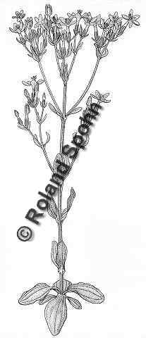 Pflanzenillustration Centaurium erythraea Erythraea centaurium Centaurium umbellatum 	Illustration Echtes Tausendgüldenkraut Zeichnung Tuschezeichnung Roland Spohn