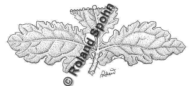 Pflanzenillustration Chelidonium majus Illustration Schoellkraut Zeichnung Tuschezeichnung Roland Spohn