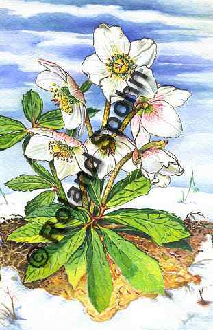 Pflanzenillustration Helleborus niger Illustration Christrose Aquarell Roland Spohn