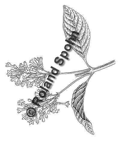 Pflanzenillustration Cinchona calisaya, Cinchona ledgeriana Illustration Chinarindenbaum, Chinarinde, Fabrikrinde Zeichnung Tuschezeichnung Roland Spohn