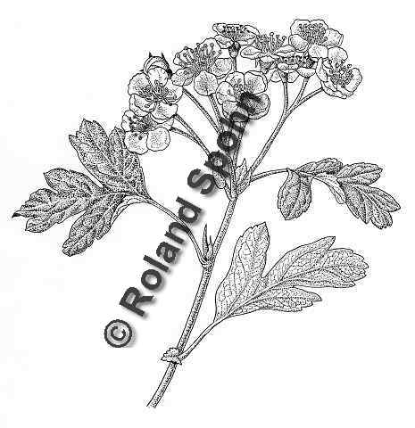 Pflanzenillustration Crataegus monogyna Illustration Eingriffliger Weißdorn Zeichnung Tuschezeichnung Roland Spohn