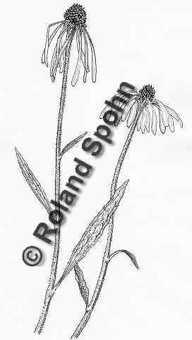 Pflanzenillustration Echinacea pallida Illustration Blasser Sonnenhut Zeichnung Tuschezeichnung Roland Spohn