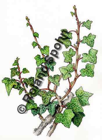 Pflanzenillustration Efeu Illustration Hedera helix Aquarell Roland Spohn