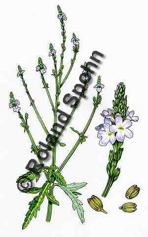 Pflanzenillustration Verbena officinalis Illustration Echtes Eisenkraut Aquarell Roland Spohn
