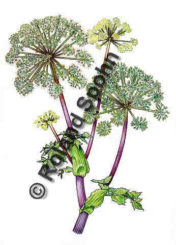 Pflanzenillustration Angelica archangelica Illustration Echte Engelwurz, Brustwurz Aquarell mit Tusche Roland Spohn
