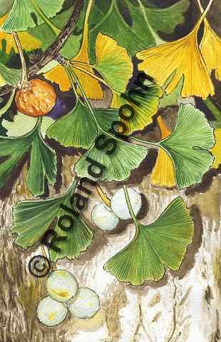 Pflanzenillustration Ginkgo biloba Illustration Ginkgo Aquarell Roland Spohn