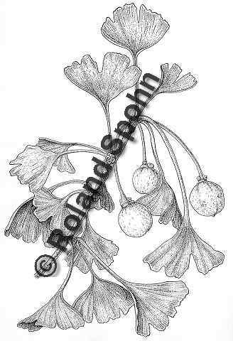 Pflanzenillustration Ginkgo biloba Illustration Ginkgo Silberaprikose Zeichnung Tuschezeichnung Roland Spohn