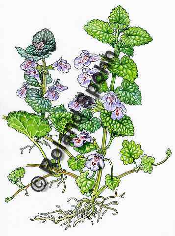 Pflanzenillustration Glechoma hederacea Illustration Gundermann, Gundelrebe Aquarell Roland Spohn