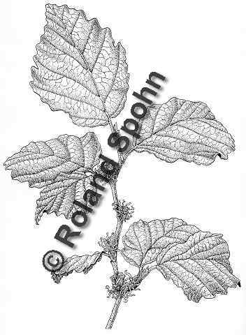 Pflanzenillustration Hamamelis virginiana Illustration virginische Zaubernuss Zeichnung Tuschezeichnung Roland Spohn