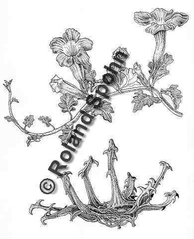 Pflanzenillustration Harpagophytum procumbens Illustration Afrikanische Teufelskralle Zeichnung Tuschezeichnung Roland Spohn
