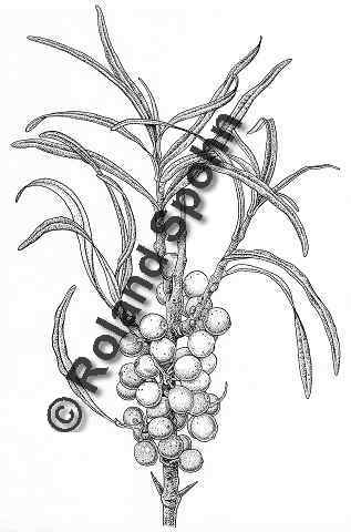 Pflanzenillustration Hippophae rhamnoides Illustration Sanddorn Zeichnung Tuschezeichnung Roland Spohn