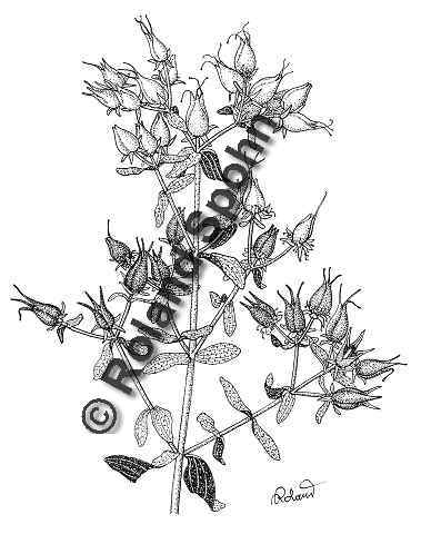 Pflanzenillustration Hypericum perforatum Illustration Echtes Johanniskraut, Tüpfel-Johanniskraut, Tüpfel-Hartheu Zeichnung Tuschezeichnung Roland Spohn