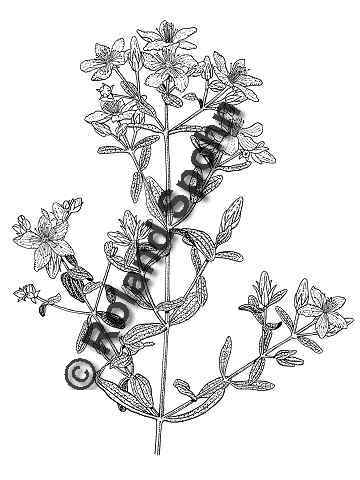 Pflanzenillustration Hypericum perforatum Illustration Echtes Johanniskraut, Tüpfel-Johanniskraut, Tüpfel-Hartheu Zeichnung Tuschezeichnung Roland Spohn