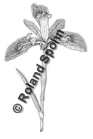 Pflanzenillustration Iris versicolor Illustration Bunte Schwertlilie Verschiedenfarbige Schwertlilie Zeichnung Tuschezeichnung Roland Spohn