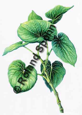 Pflanzenillustration Piper methysticum Illustration Kava-Kava Rauschpfeffer Aquarell Roland Spohn