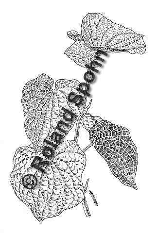 Pflanzenillustration Piper methysticum Illustration Kava-Kava, Rauschpfeffer Zeichnung Tuschezeichnung Roland Spohn