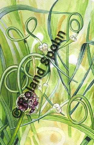 Pflanzenillustration Allium sativum Knob-Lauch Illustration Knoblauch Aquarell Roland Spohn