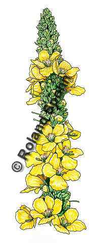 Pflanzenillustration Verbascum thapsiforme, Verbascum densiflorum Illustration Königskerze, Wollblume Aquarell Roland Spohn