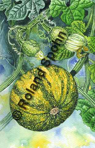 Pflanzenillustration Cucurbita pepo var. styriaca Illustration Steirischer Ölkürbis Kürbis Aquarell Roland Spohn