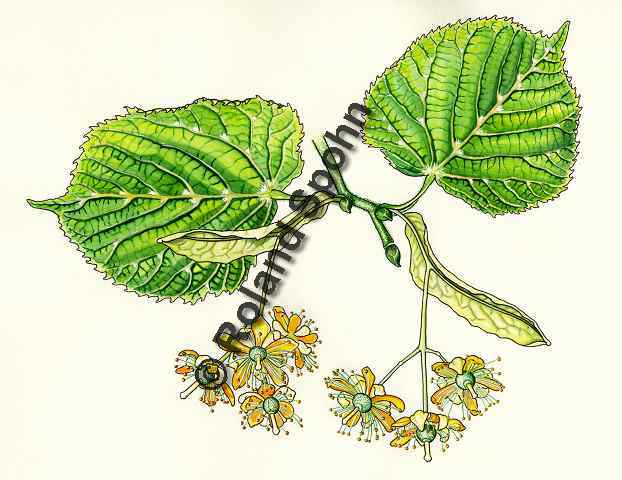 Pflanzenillustration Tilia platyphyllos Illustration Sommer-Linde Aquarell Roland Spohn