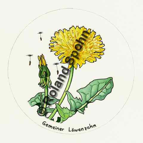 Pflanzenillustration Taraxacum officinale Illustration Wiesen-Loewenzahn, Kuhblume Aquarell Roland Spohn