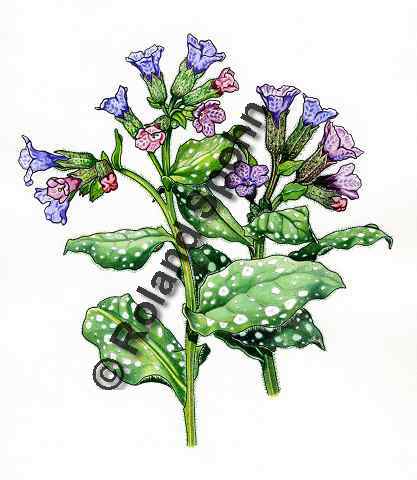Pflanzenillustration Pulmonaria officinalis Illustration Echtes Lungenkraut Aquarell Roland Spohn