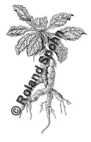 Pflanzenillustration Mandragora officinalis Illustration Echte Alraune Zeichnung Tuschezeichnung Roland Spohn