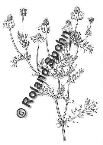 Pflanzenillustration Matricaria recutita Chamomilla recutita Mantricaria chamomilla Illustration Echte Alraune Zeichnung Tuschezeichnung Roland Spohn