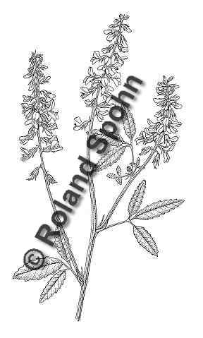 Pflanzenillustration Melilotus officinalis Illustration Echter Steinklee, Honigklee Zeichnung Tuschezeichnung Roland Spohn