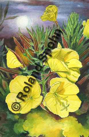 Illustration Aquarell: Oenothera biennies, Nachtkerze