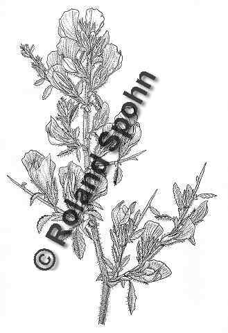 Pflanzenillustration Ononis spinosa Illustration Dornige Hauhechel Zeichnung Tuschezeichnung Roland Spohn