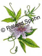 Passiflora incarnata, Fleischfarbene Passionsblume