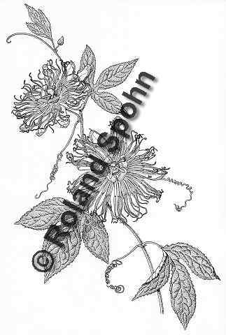 Pflanzenillustration Passiflora incarnata Illustration Fleischfarbene Passionsblume Zeichnung Tuschezeichnung Roland Spohn
