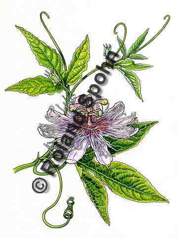 Pflanzenillustration Passiflora incarnata Illustration Fleischfarbene Passionsblume Aquarell Roland Spohn