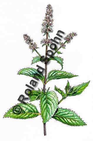 Pflanzenillustration Mentha piperita Illustration Pfeffer-Minze, Pfefferminze Aquarell Roland Spohn