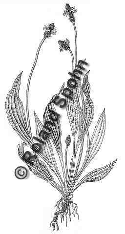Pflanzenillustration Plantago lanceolata Illustration Spitzwegerich, Spitz-Wegerich Zeichnung Tuschezeichnung Roland Spohn