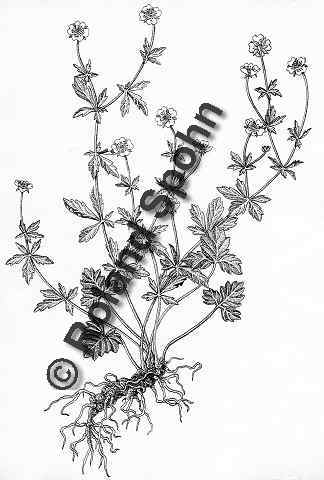 Pflanzenillustration Potentilla tormentilla Illustration Blutwurz Tormentill Aufrechtes Fingerkraut Zeichnung Tuschezeichnung Roland Spohn