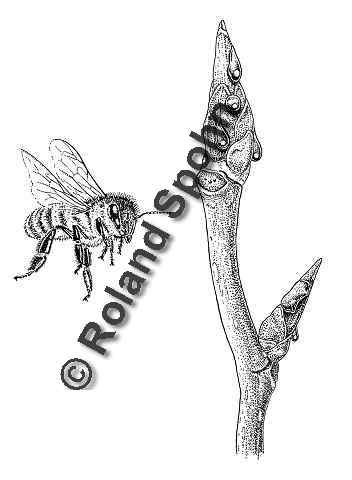 Pflanzenillustration Popolis Biene Pappelknospe Illustration Bienen-Kittharz Zeichnung Tuschezeichnung Roland Spohn