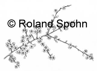 Pflanzenillustration Prunus spinosa Illustration Schlehdorn, Schlehe, Schwarzdorn Zeichnung Tuschezeichnung Roland Spohn